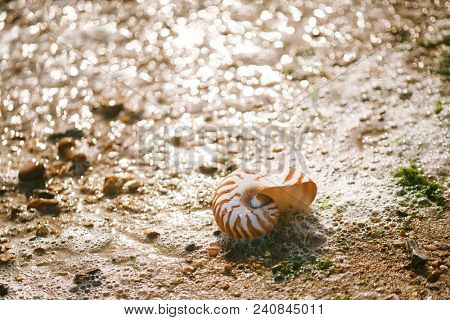 British summer  beach with nautilus pompilius sea shell
