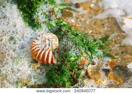 British summer  beach with nautilus pompilius sea shell