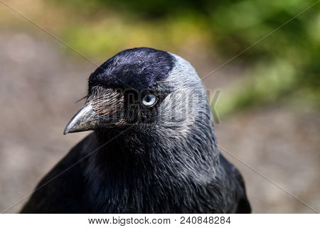 A Jackdaw With Black Cap, Silver Nape And Distinctive Blue Eye