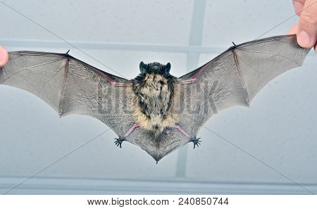 A Close Up Of The Small Bat In Human Hands.