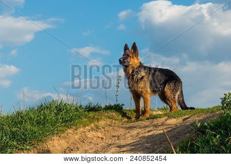 Dog, German Shepherd Standing On A Country Road And Looking Into The Distance