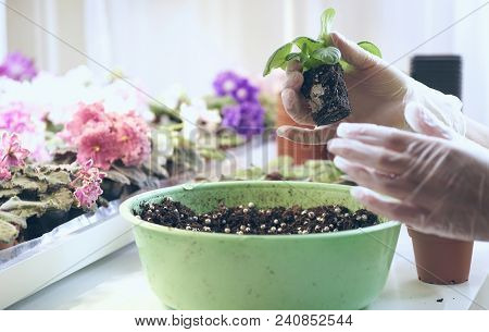 Growing Violet- How To Grow Violet. Florist Transplant Small Violets.