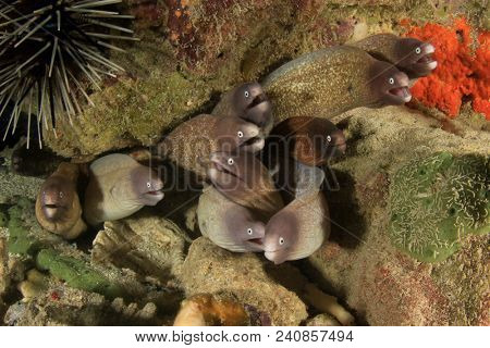 Moray Eels. White eye Morays 