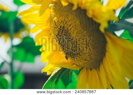 Bee Flies Around The Flower In Search Of Honey On A Hot Summer Day. Honey Bee Pollinating Sunflower.