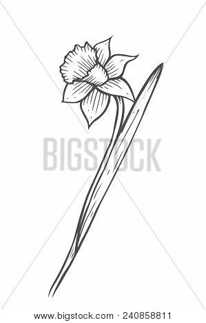 Hand Drawn Of Narcissu Flower. Vector Engraved Art. Spring Garden Blossoms. Monocrome Sketch. Good F