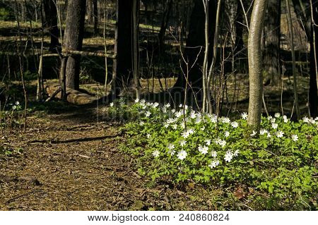 Group Of White Flowers Of The Snowdrop Anemone Uralensis In The Spring Forest Near The Forest Path
