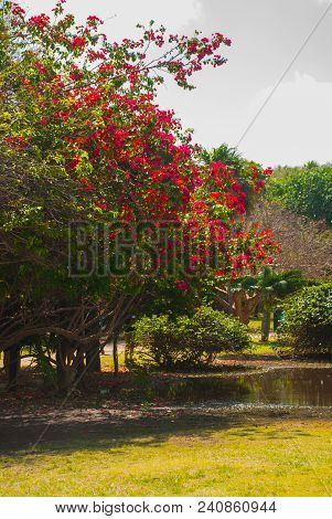 Beautiful Landscape In Mexico. Pond And Trees With Red Flowers. Tulum, Riviera Maya, Yucatan.
