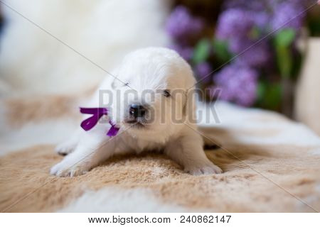 Portrait Of One Week Old Maremma Puppy Lying On The Cow's Fur And Looking To The Camera. Lovely Whit