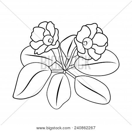 Vector Illustration, Isolated Gloxinia Flower In Black And White Colors, Outline Hand Painted Drawin
