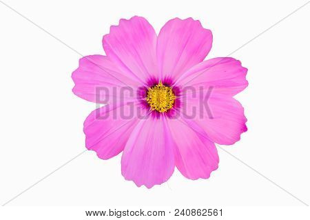 Cosmos  Pink Flower Cilpping Path On White Background