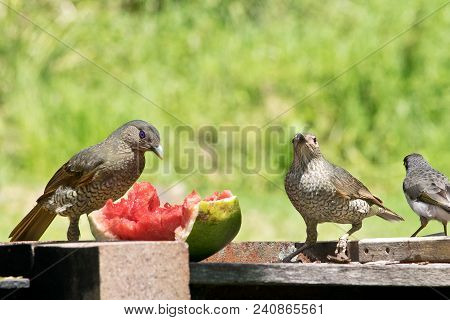 Two Female Satin Bowerbirds By A Feeder