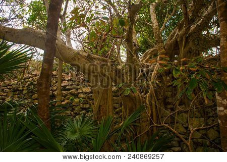 The Trees At The Walls Of The Ruins. Tulum, Riviera Maya, Yucatan.
