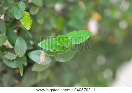 Climbing Fig Or Creeping Fig Or  Creeping Rubber Fig