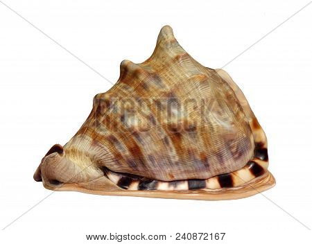 Big Shell From Tropical Ocean (left View) Isolated On White Background 3d Illustration