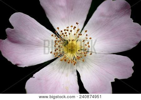 The Macro Closeup Of A Speckled Bush-cricket In The Middle Of The Calyx Of An Anemone.
