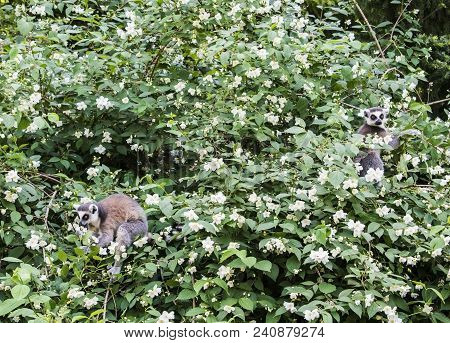 The Ring-tailed Lemurs, Lemur Catta, Known As Maky Or Maki, On The Blossom Tree In Springtime