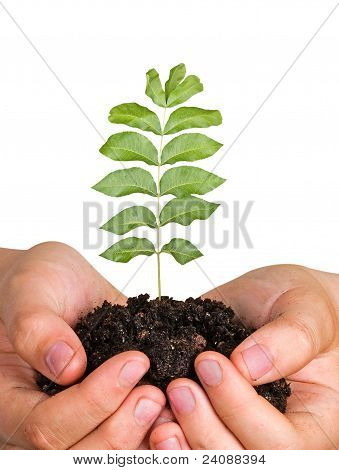 Sapling ในมือ