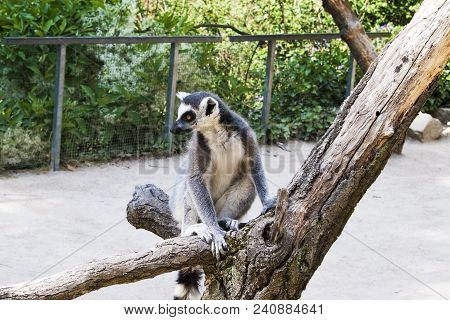 Single Ring-tailed Lemur Catta Sitting On A Tree
