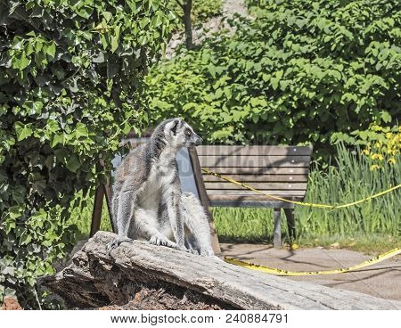 Single Ring-tailed Lemur Catta Sitting On A Tree
