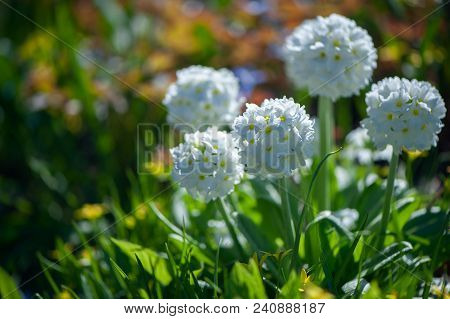 Blooming Primula Denticulata White In Bright Spring Greens. Spring Summer Background