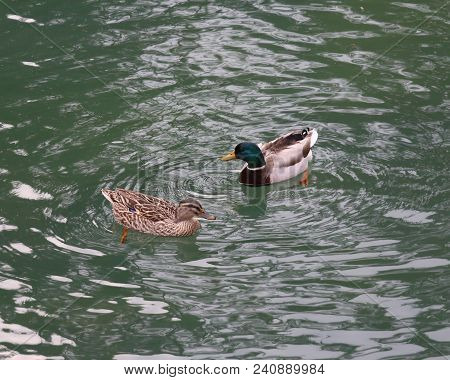 Mallard And A Duck Swimming In The Placid Waters Of A Pond