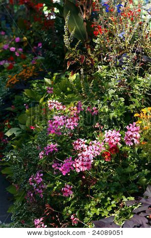Flower Bed i Park, Lke Geneve, Schweiz