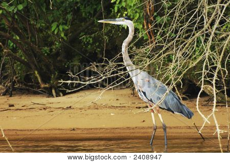 Heron Stalking et måltid.