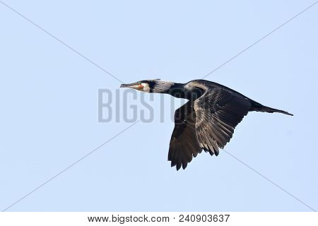 Great Cormorant  Is A Large Black Bird