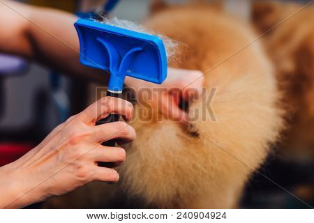 The Concept Of Popularizing Grooming Haircuts And Caring For Dogs. Combing Out A Special Comb And Dr