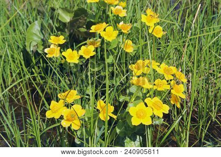 Marsh Marigold Flowers.caltha Palustris Growing In Swamp. Spring Flowers. Yellow Flowers Of Marsh Ma