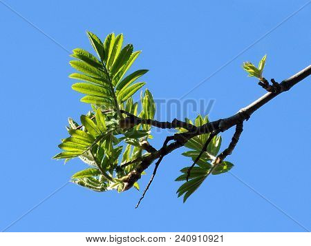 A Rowan Branch With Blossoming Leaves Against A Blue Sky.