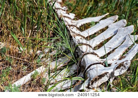 Close Up Remains Of Large Domestic Animal Lying In Field. Famine Concept