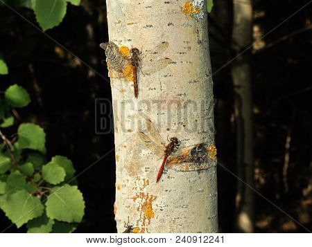 Two Red Dragonflies Are Sitting On A Gray Aspen Trunk Sometimes Covered With Yellow Moss.