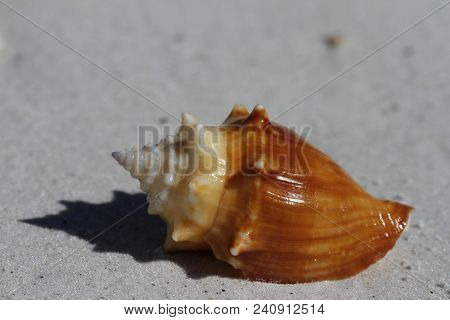 Side View Of A Florida Fighting Conch, Strombus Alatus, Found On A Beach, Naples Florida