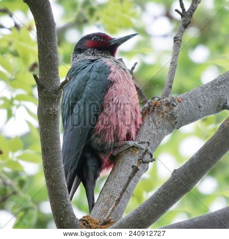 lewis's woodpecker sitting in a tree