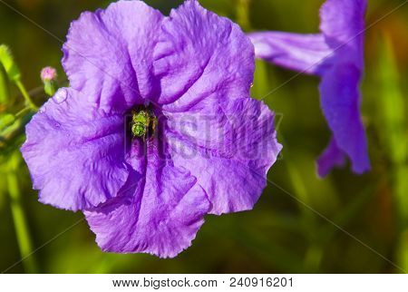 Morning Nectar: A Bee Exiting A Purple Flower
