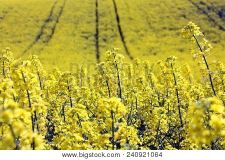 Blooming Yellow Rapeseed Field