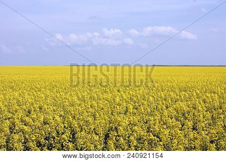 Blooming Yellow Rapeseed Field