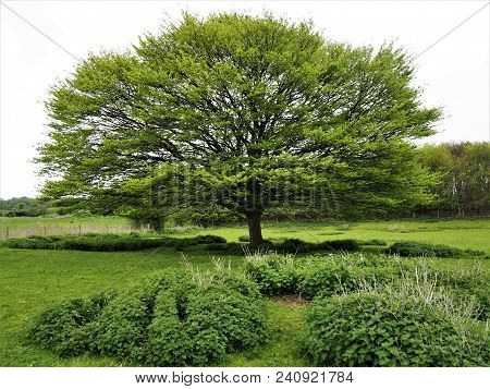Beautiful Sycamore Tree With New Spring Leaves In A Green Field With Grass And Nettles