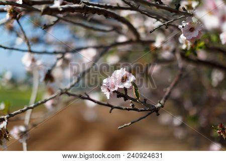 Close Up View Of A Delicate Almond Prunus Dulcis Flower Blooms In Spring The Mediterranean, Israel