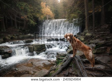 A Dog By The Waterfall. Pet On The Nature By The Water, Healthy Lifestyle. Traveling With The Pet. N