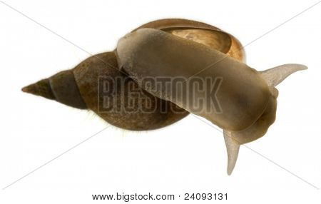 Stor dam sneglen, Lymnaea stagnalis, en art af ferskvand sneglen, foran hvid baggrund