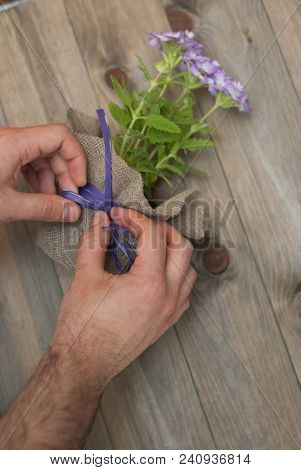 Men's Hands Tie Purple Bow On Flower Pot With Little Purple Flowers Decorated With Burlap Fabric. Wo