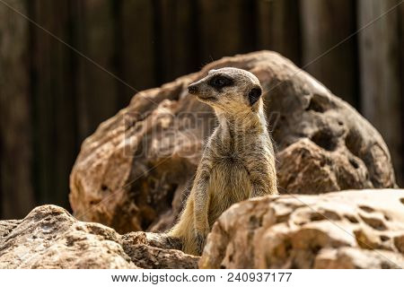 Slender-tailed Meerkat Suricata On Look Out For Danger
