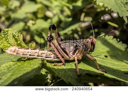 Young Wingless Egyptian Locust Sitting On A Green Leaf Outdoors.