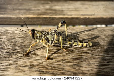 Young Wingless Egyptian Locust Sitting On A Wooden Table.