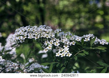 Spiraea Hypericifolia. Spirea Branch With White Flowers Close-up.green Background.