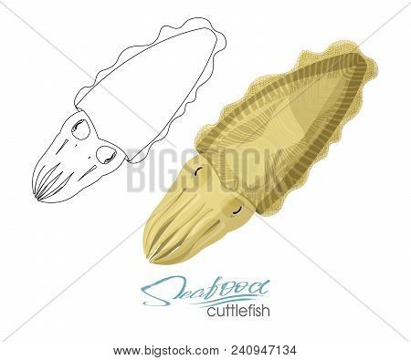 Squid Seafood Isolated Sketch. Sea Animal, European Squid With Pink Tentacles And Mantle. Seafood, F