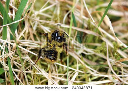 Happy Bumble Bee With Pollen In Grass