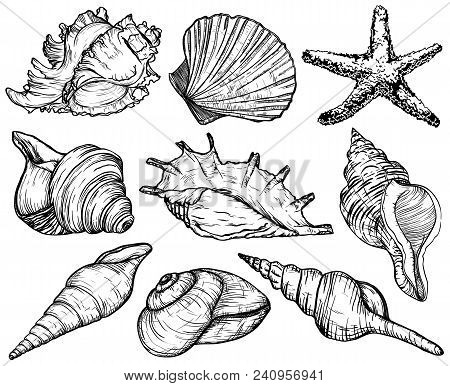 Vector Set With Seashells And Starfish, Sea Mollusk Collection